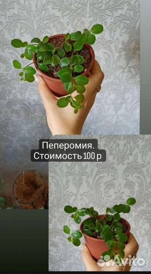 Пеперомия, драцена