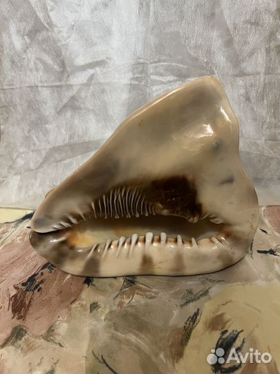 Коралловая морская ракушка большая