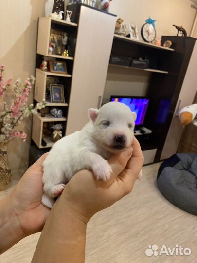 Японский шпиц девочка