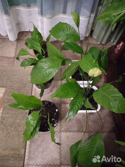 Спатифиллум широколистный