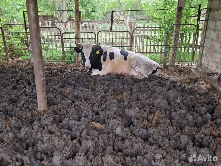 Бычки и быки на мясо