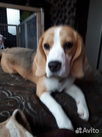 Передержка животных