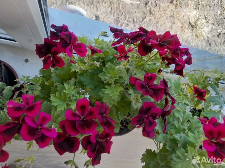 Комнатные растения цветы