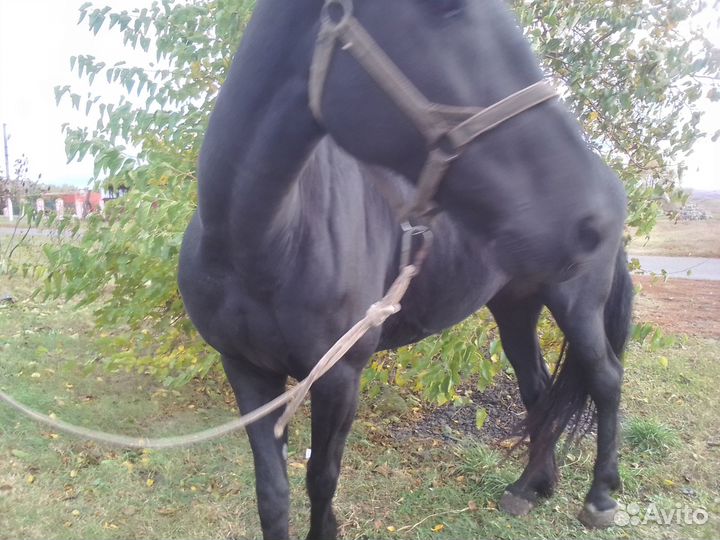 Лошади рабочие