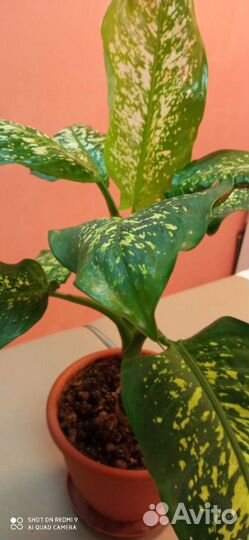 Диффенбахия