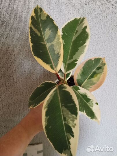 Фикус тинеке