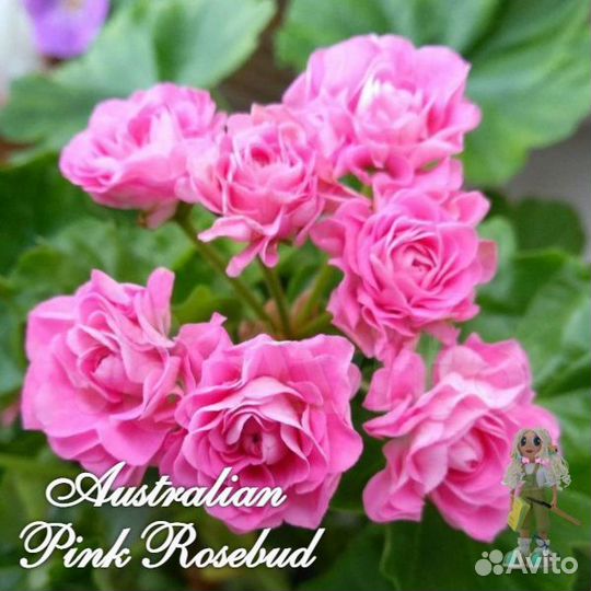 Пеларгония герань сортовая розебудная