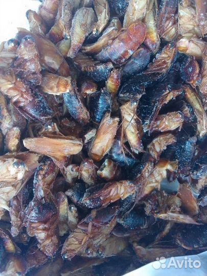 Сверчки домовые, туркменские тараканы, мучник