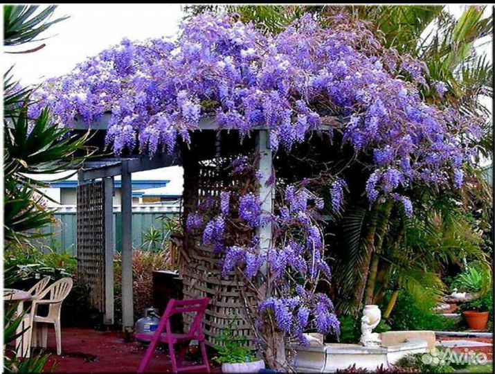 Глициния 4 цвета морозостойкая - 40