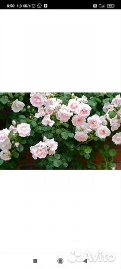 Роза плетистая