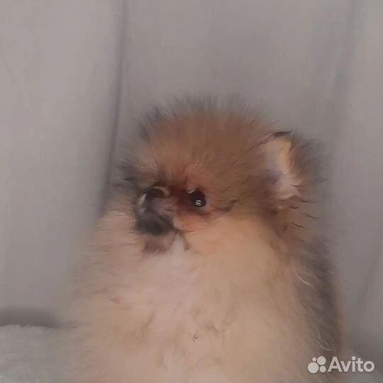 Малыши пушистики