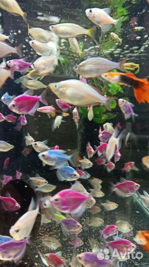 Данио гло, тернеция, данио малабарский, орнатус