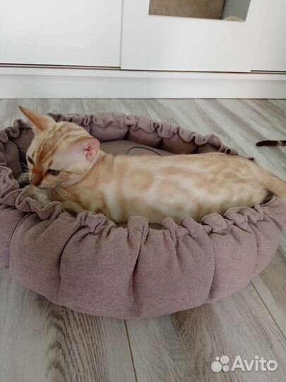 Снежные бенгальские котята