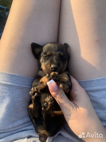 Щенки ягдтерьера