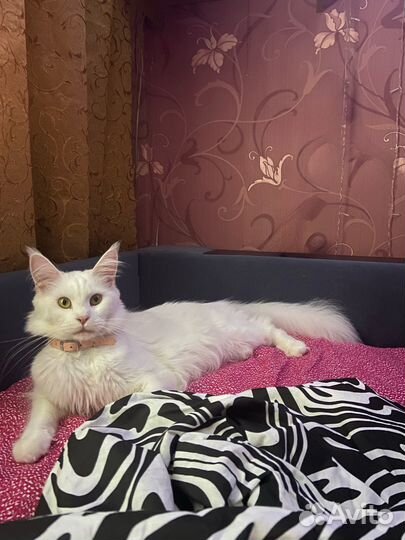 Мейн-кун вязка