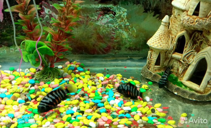 Аквариумные рыбки
