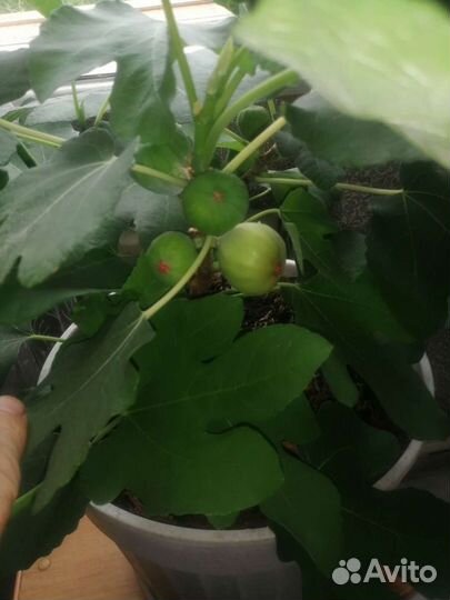 Инжир комнатный