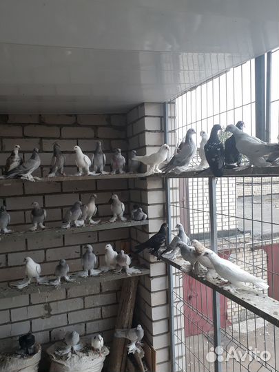 Продаю голубей