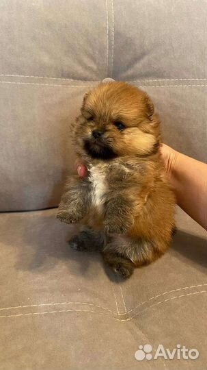 Померанский шпиц мини