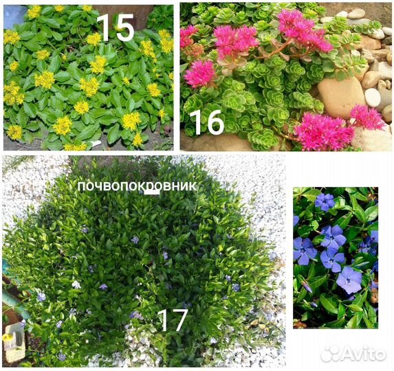 Многолетники, садовые растения часть 2