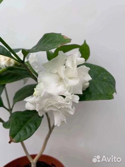 Табернемонтана