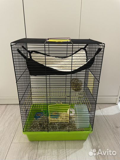 Сирийский хомяк в добрые руки