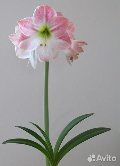 Гиппеаструм