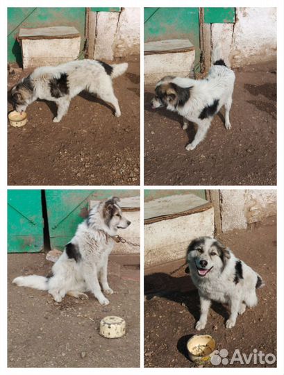 Собака в добрые руки отдам бесплатно