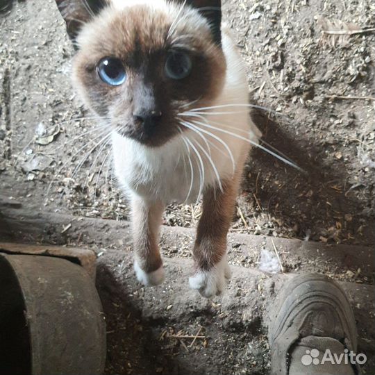 Котик бесплатно