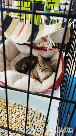 Самая нежная кошечка Мелисса