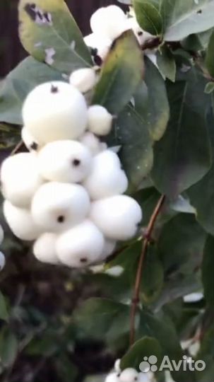 Снежноягодник