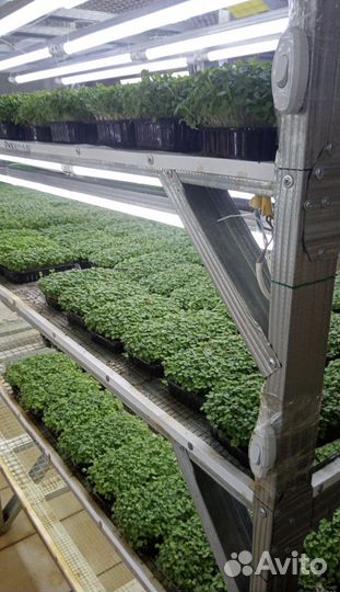 Семена для микрозелени оптом и в розницу