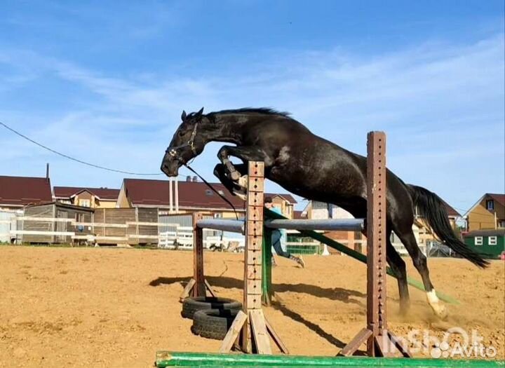 Тренер по верховой езде и конному спорту