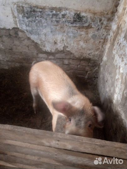 Хряк и свинья