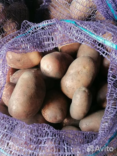 Продам картофель