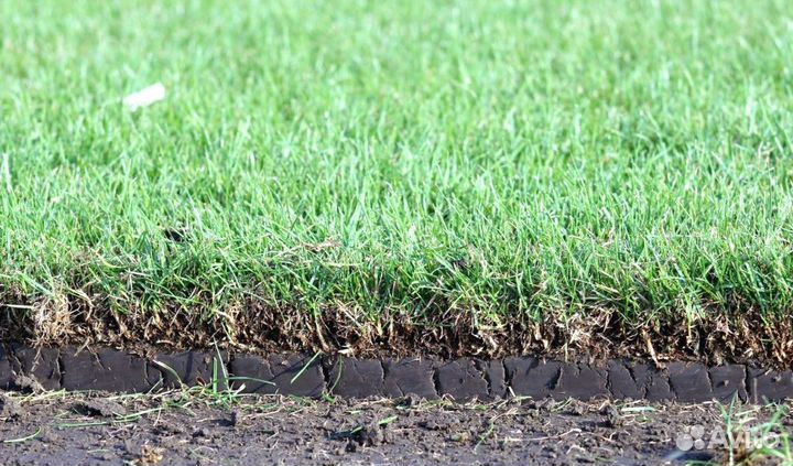 Рулонный газон