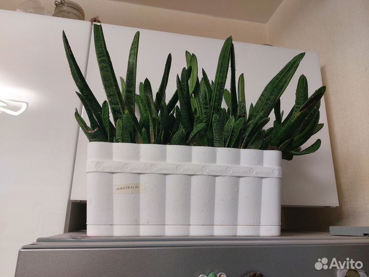 Гастерия вариегатная