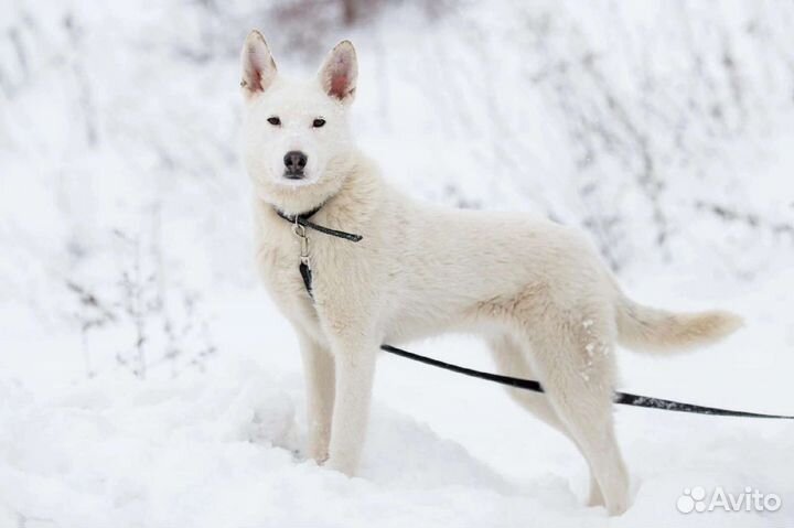 Собака Катрина