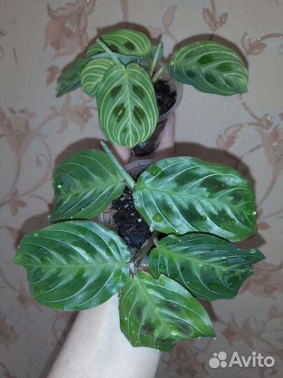 Маранта кэт мусташ и фэнтези