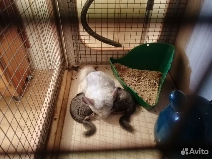 Шиншиллы