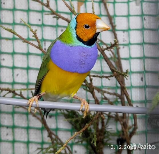 Амадины гульда