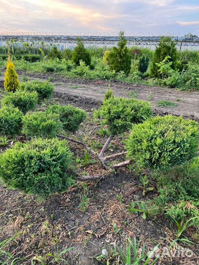 Декоративные растения