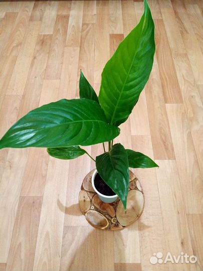 Спатифиллум, женское счастье