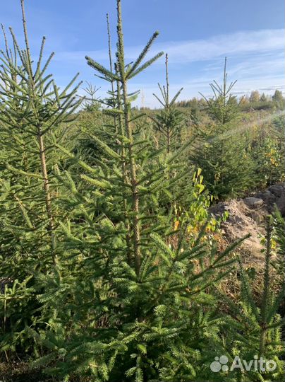 Деревья сосны. Лиственница,ели. И др. крупномеры