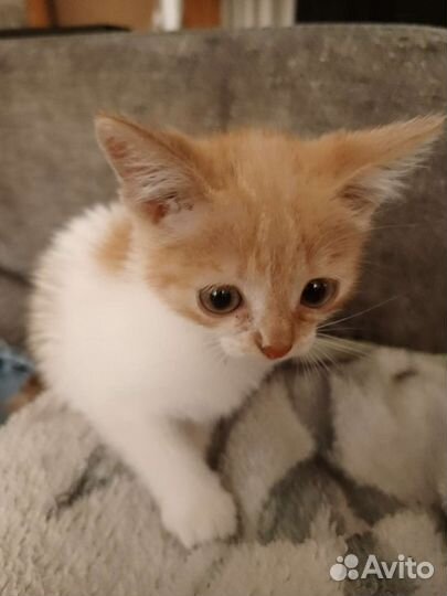 Маленький котенок