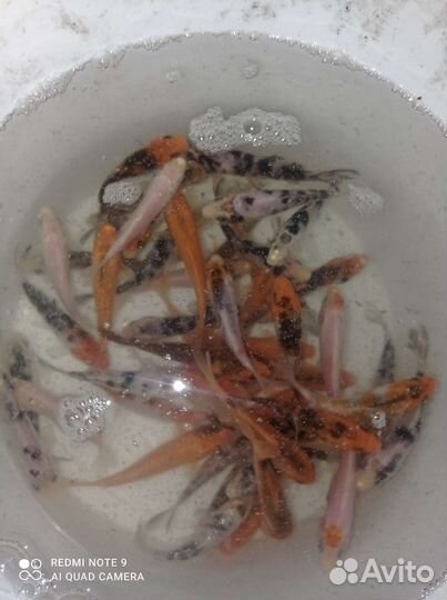 Карп кои для пруда и водоёма и для аквариума