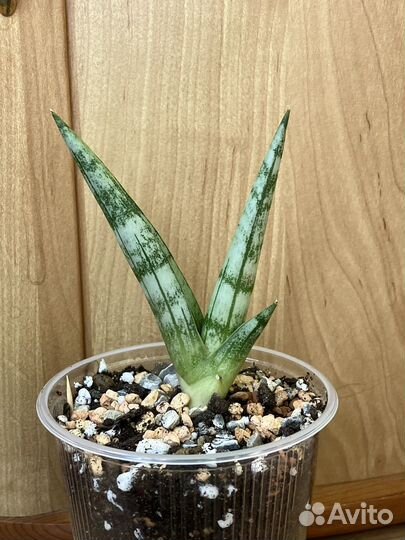 Сансевиерия Ханни Блэк Драгон, Тиара Платинум