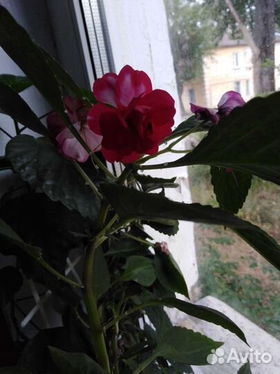 Бальзамин и Калерия