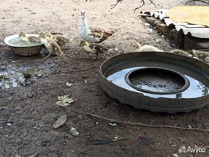 Домашние индоутки