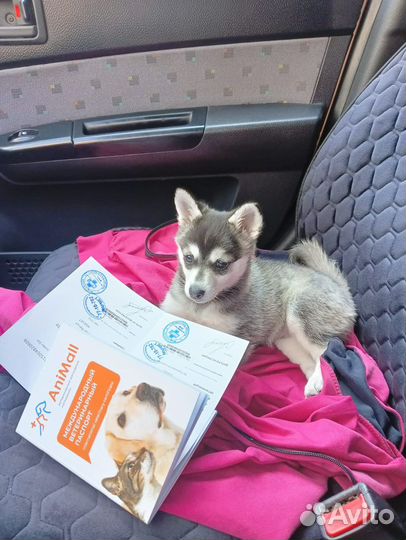 Мини хаски аляскинский кли кай